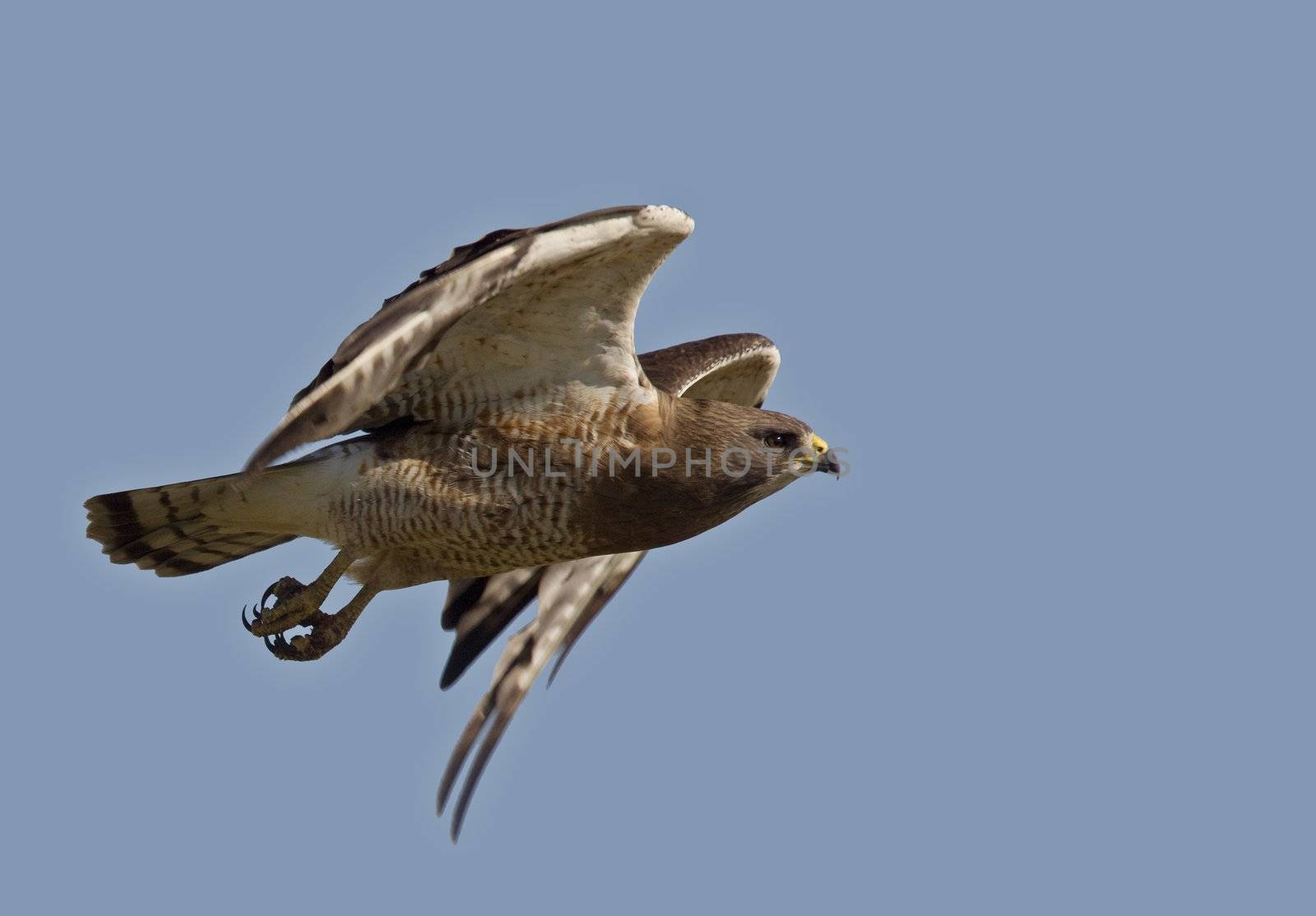 Swainson Hawk by pictureguy