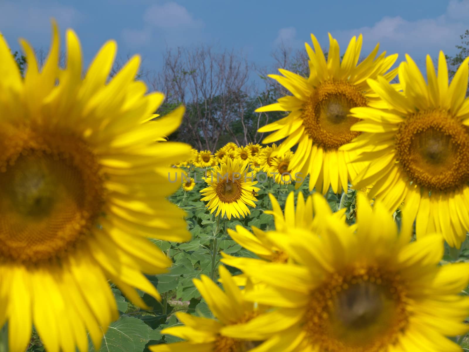 Sunflower field with out of focus foreground