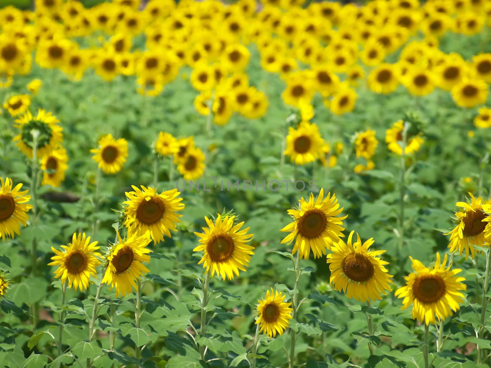 Beautiful sunflower field in countryside of thailand