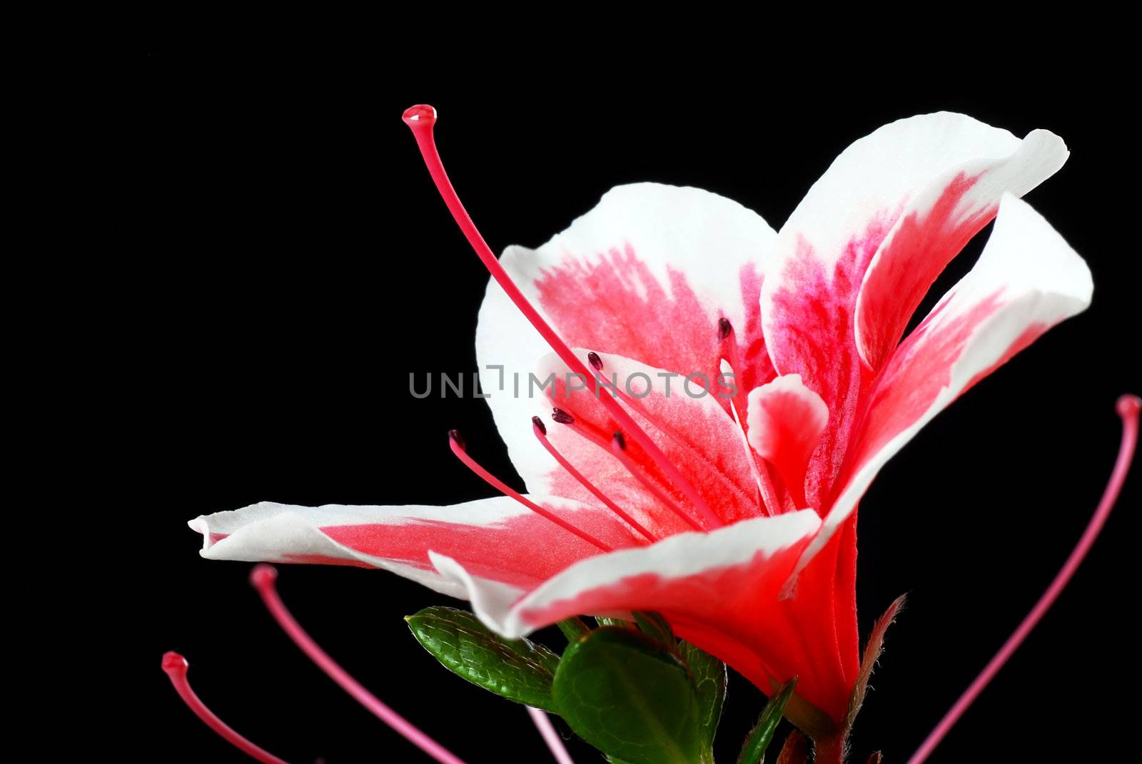 Pink Azalea flower by simply