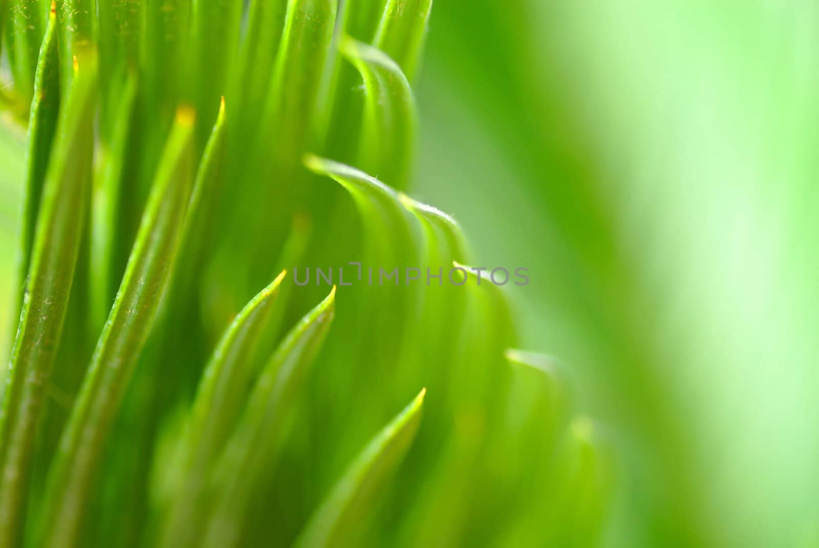 Green leaf background by simply