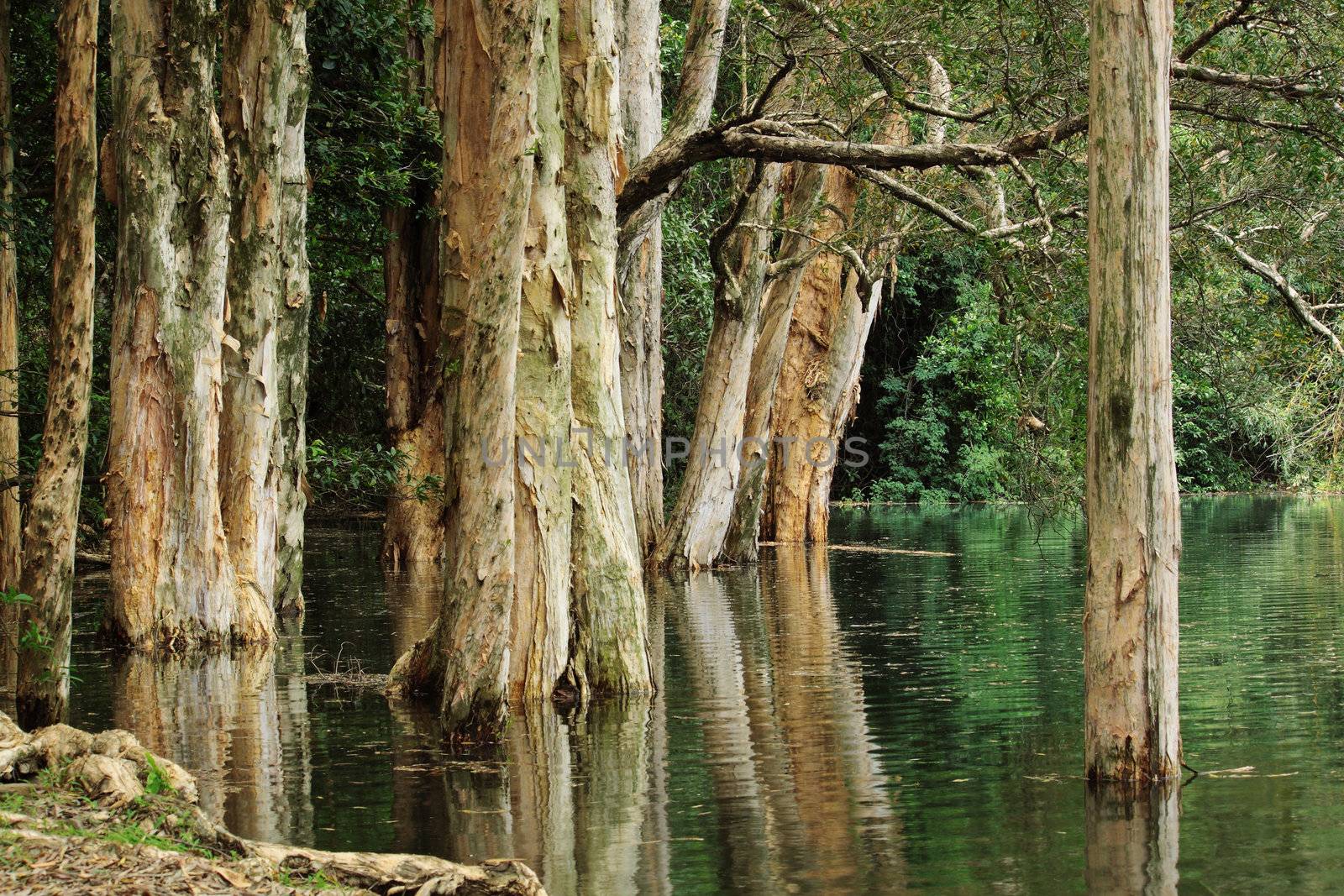 tree in water