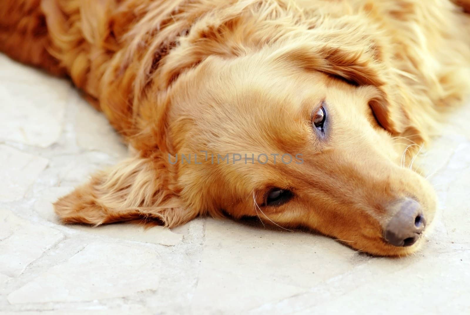 cute lying sad orange golden retriever dog portrait