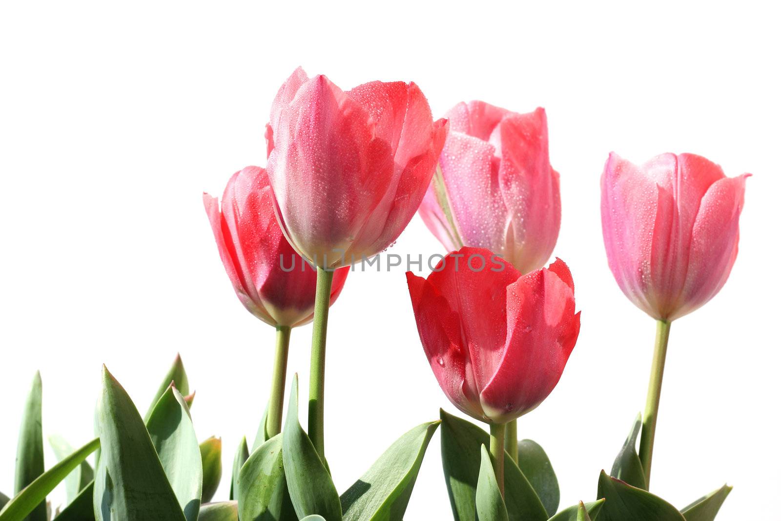 pink fresh spring tulips flowers with dew drops isolated on a white background