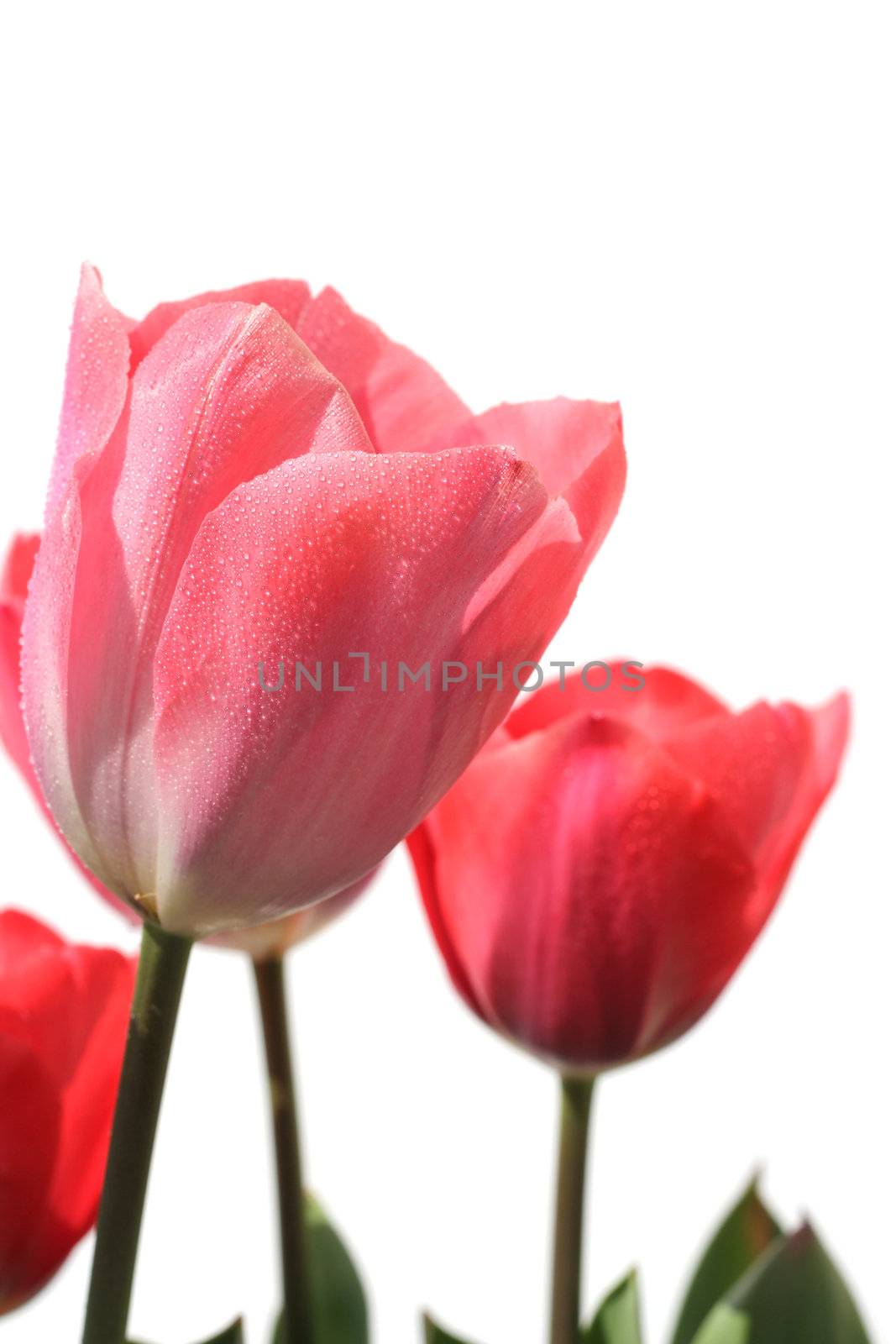 pink fresh spring tulips flowers with dew drops isolated on a white background