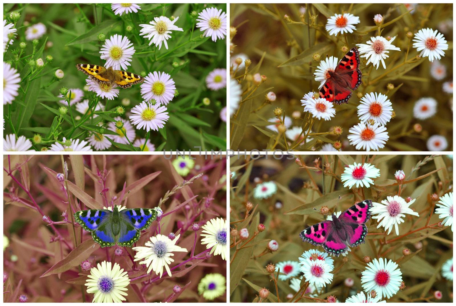 Colorful butterflies in the summer garden flowers