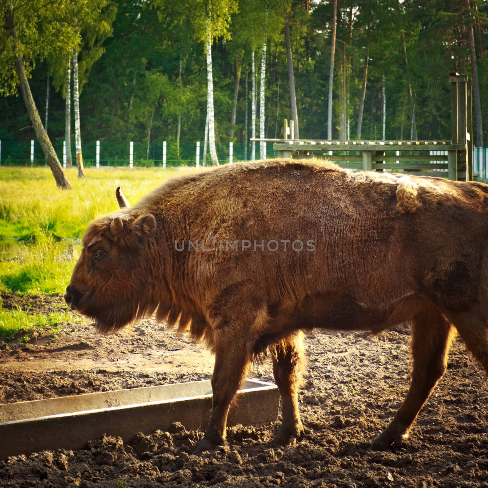 big aurochs in wildlife sanctuary