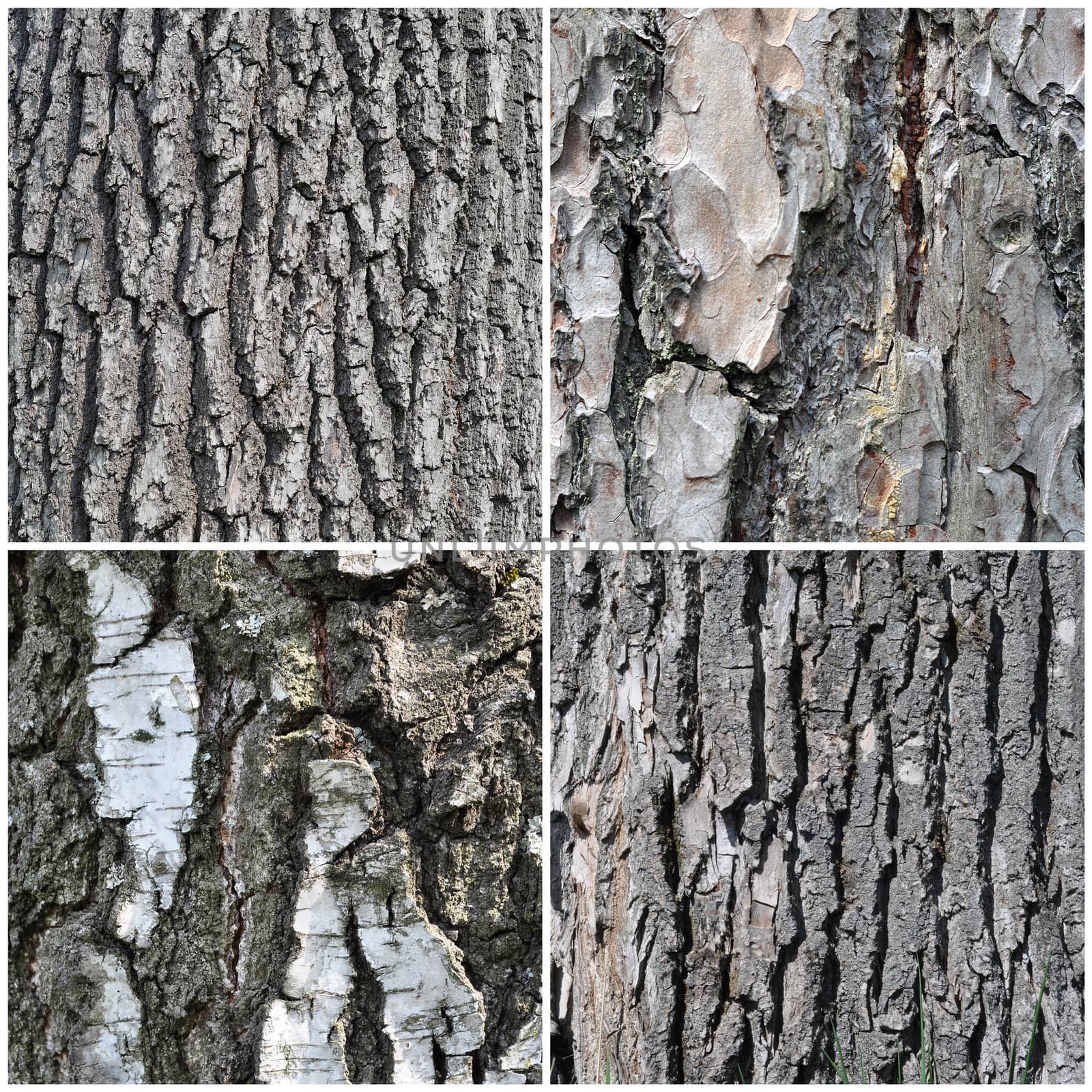 Bark of old trees of the Central Russian: oak, pine, birch, poplar