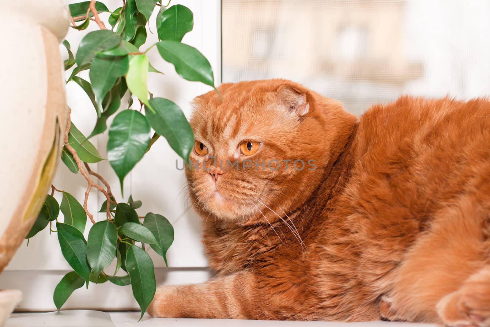 A scottish fold cat sitting on a windowsill between houseplants
