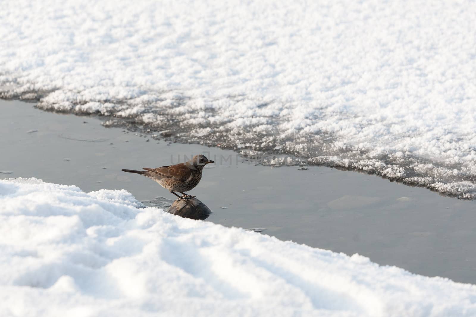 Fieldfare, Turdus pilaris by Ohotnik