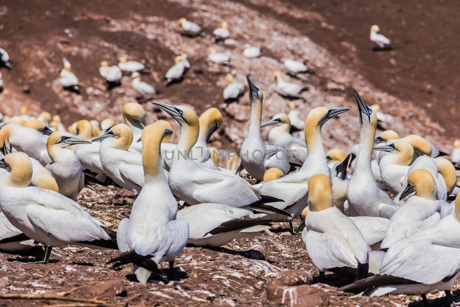 Northern Gannet Colony by petkolophoto