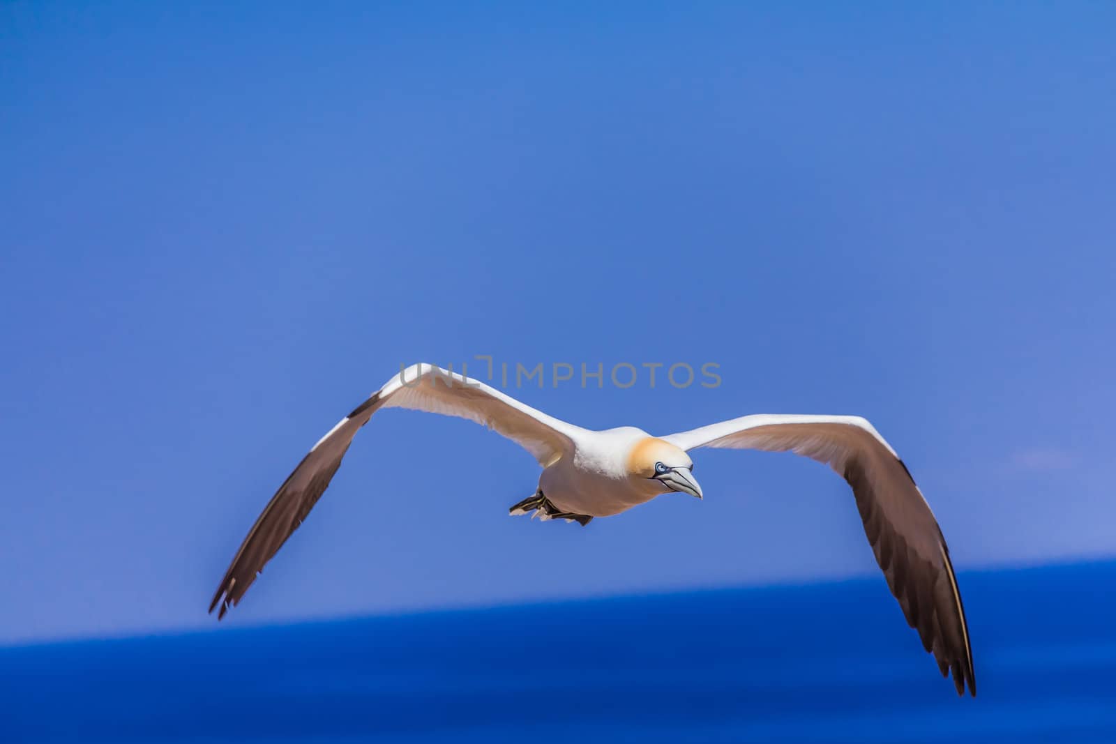 Flying Northern Gannet by petkolophoto