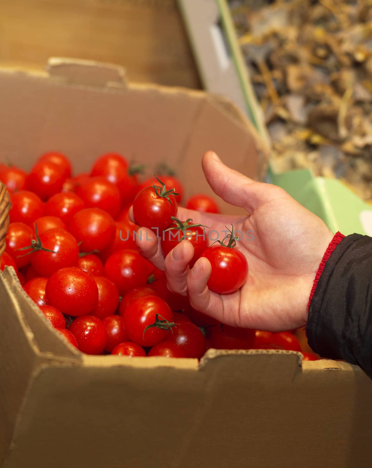 Hand holding a couple of tomatoes