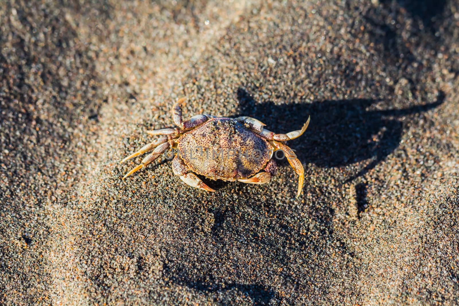 Crab on sand on a beach, beside a sea
