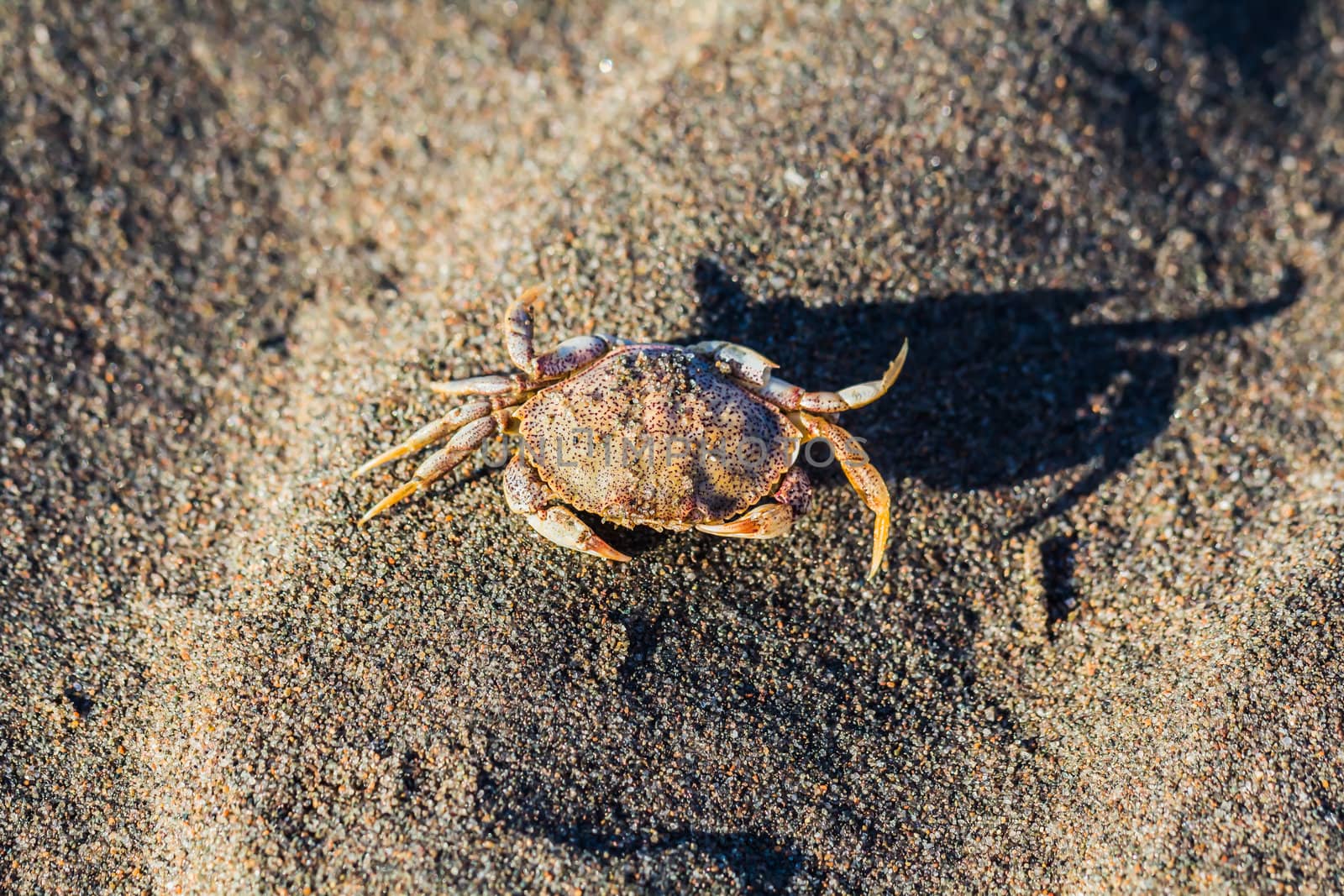 Crab on sand by petkolophoto