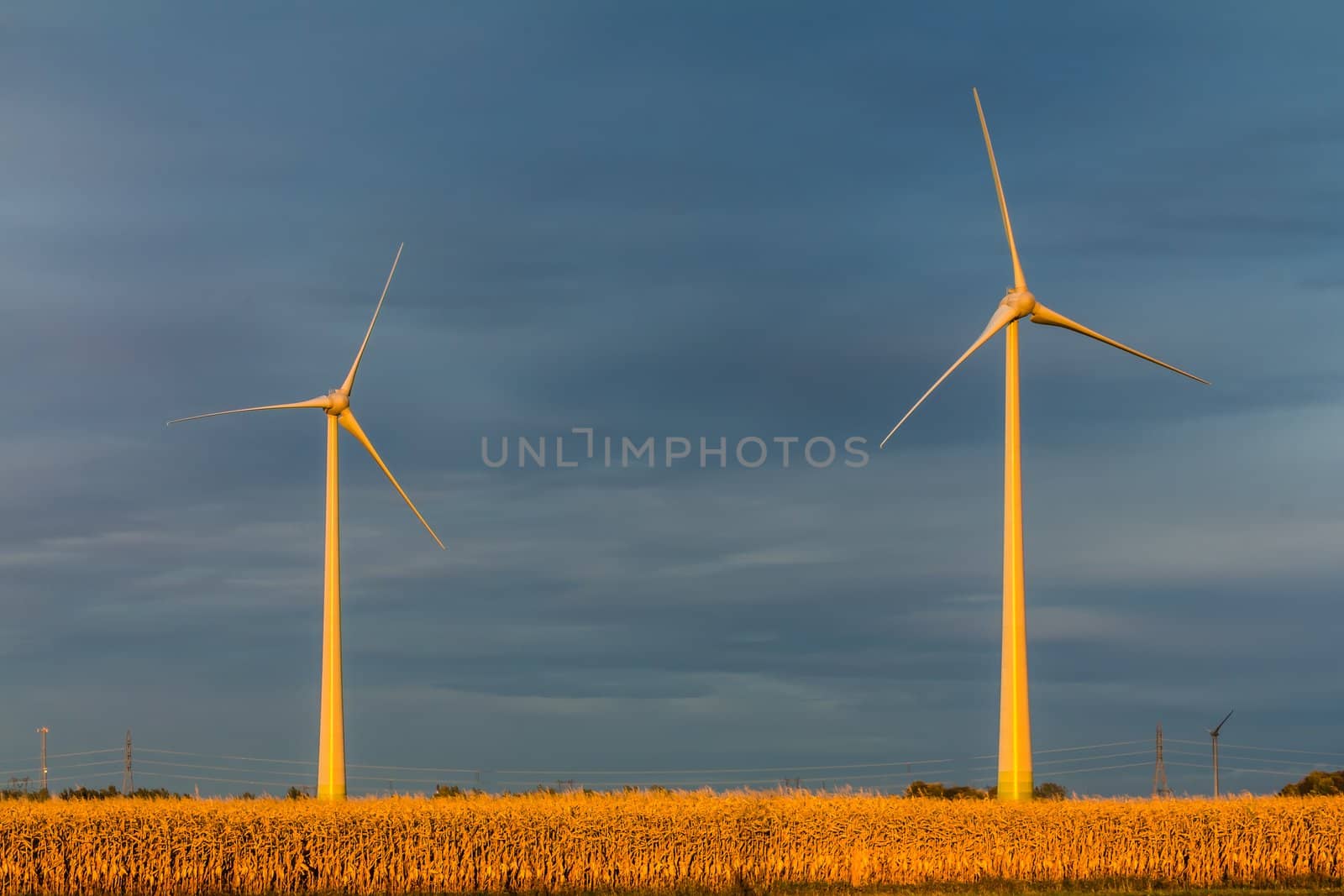 Wind turbine in a field by petkolophoto