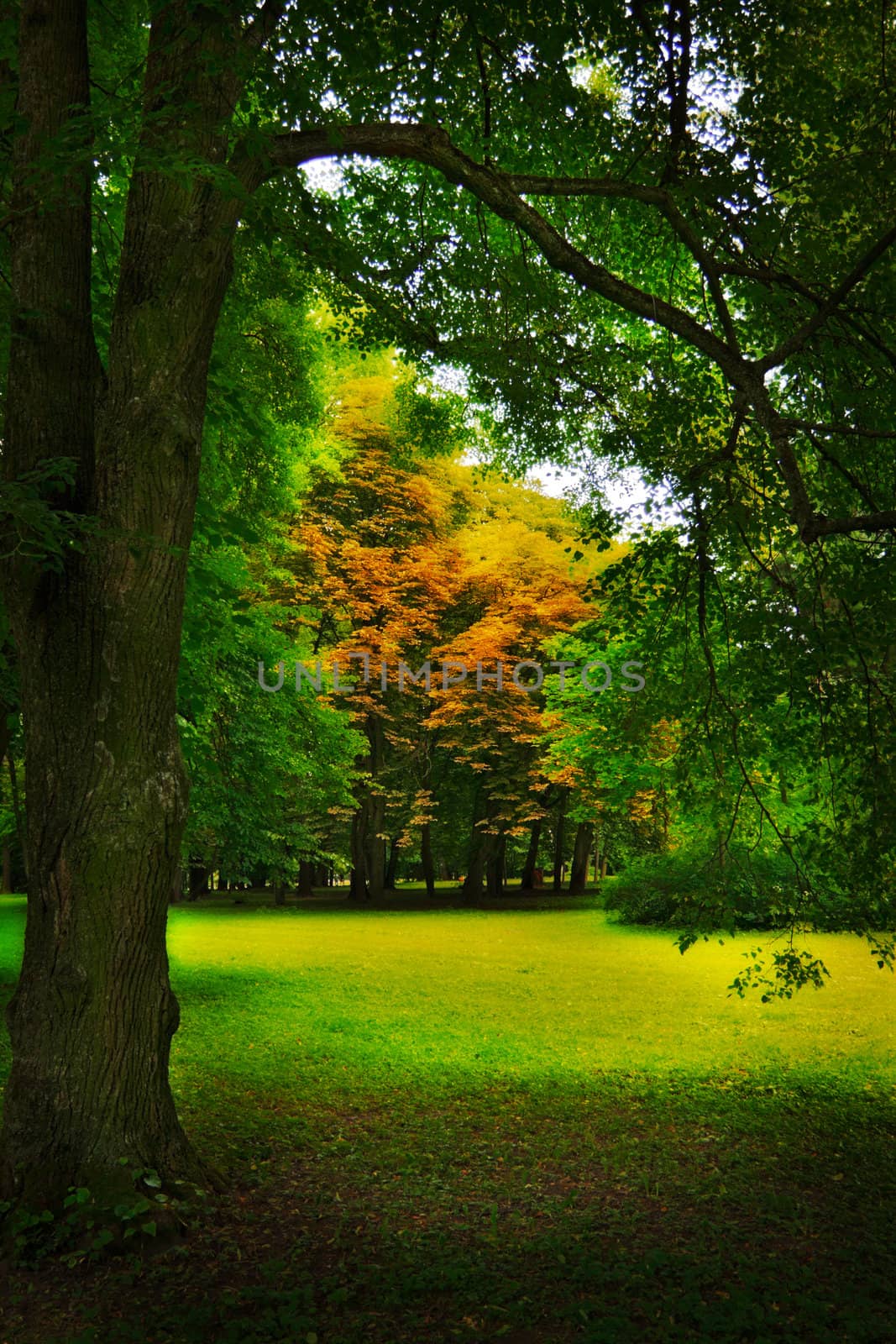 glade in autumn forest