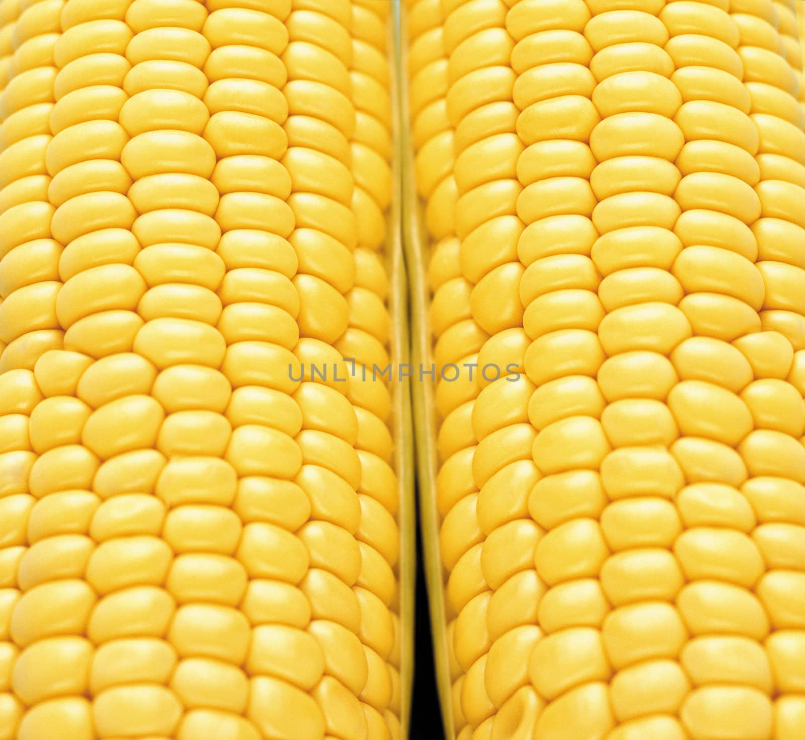 Background corn or texture