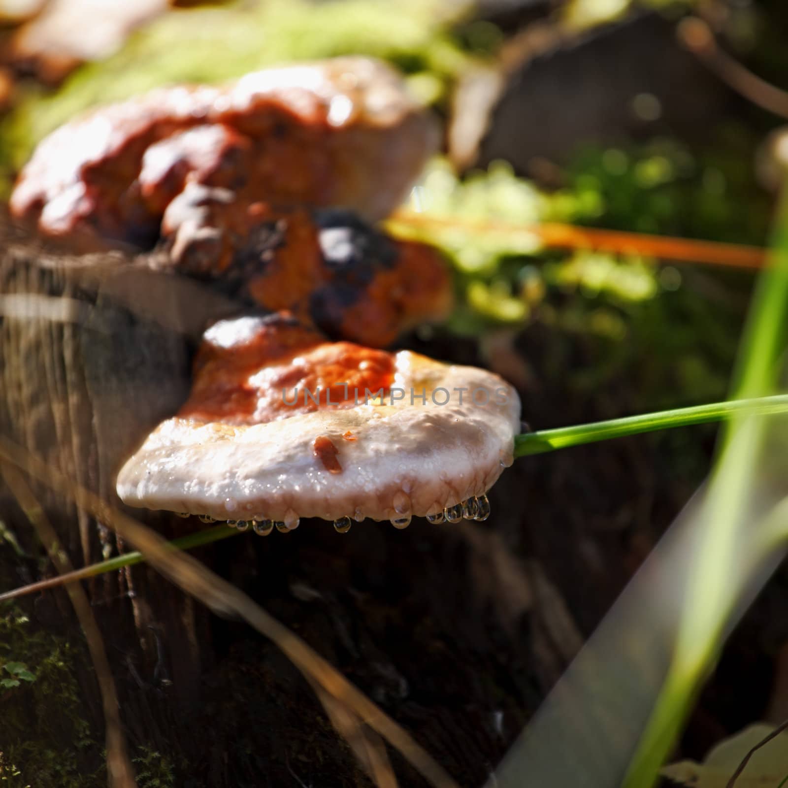 tree fungus by petr_malyshev