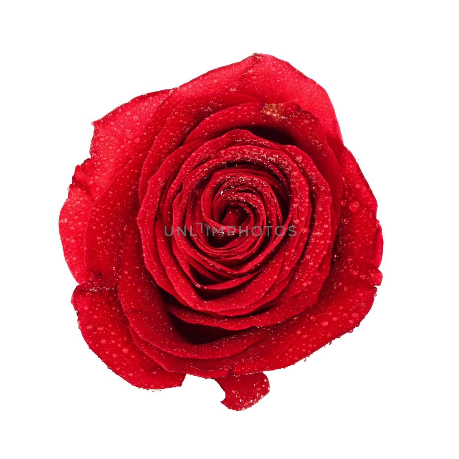 Red Rose Bud by petr_malyshev