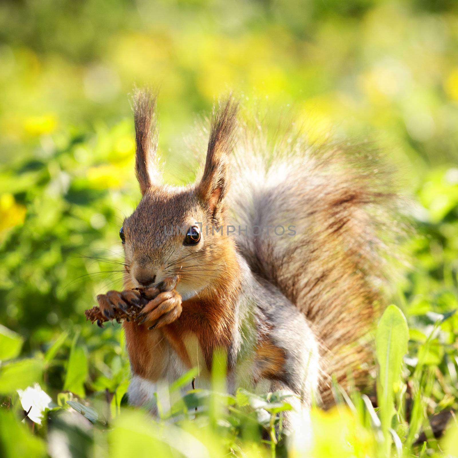 Squirrel with Pinecone by petr_malyshev