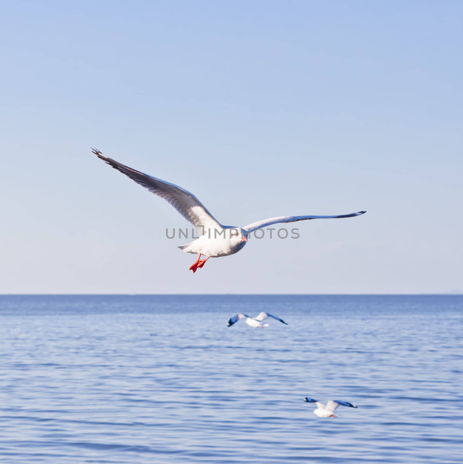 seagull flying on blue sky by tungphoto