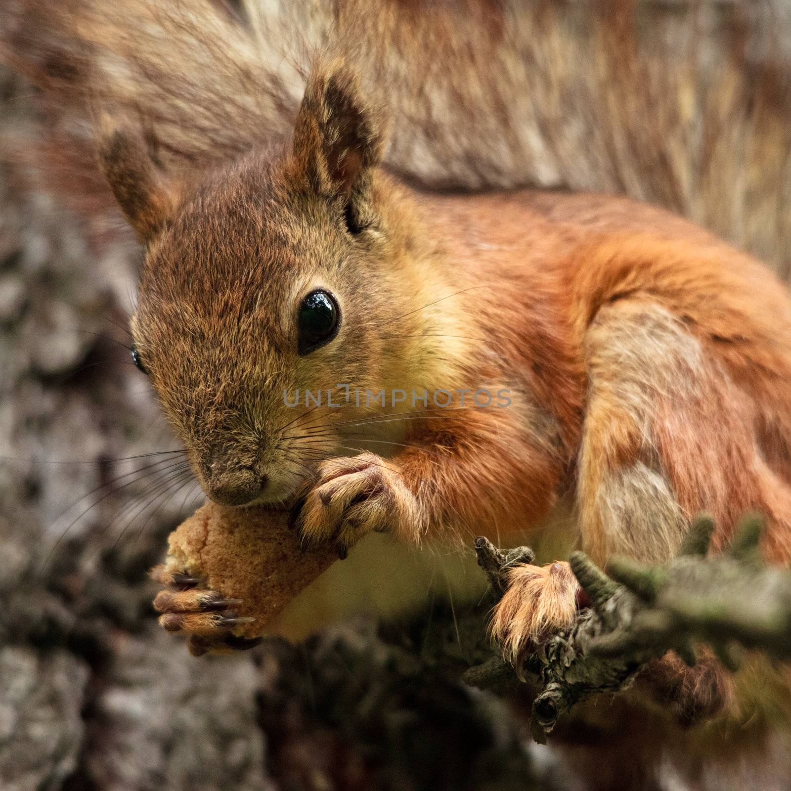 red squirrel on branch eating bread crust