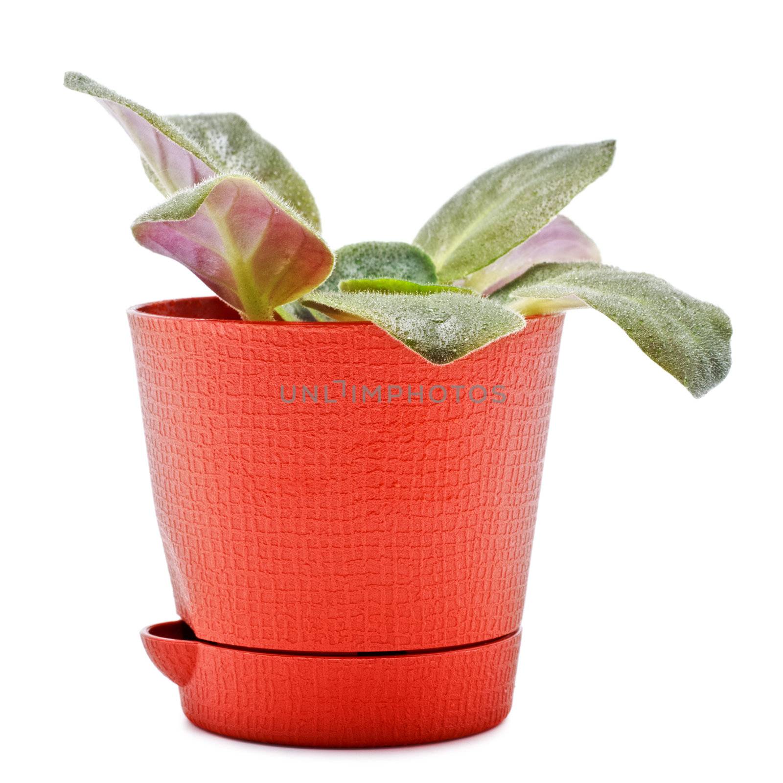 home plant in pot isolated on white