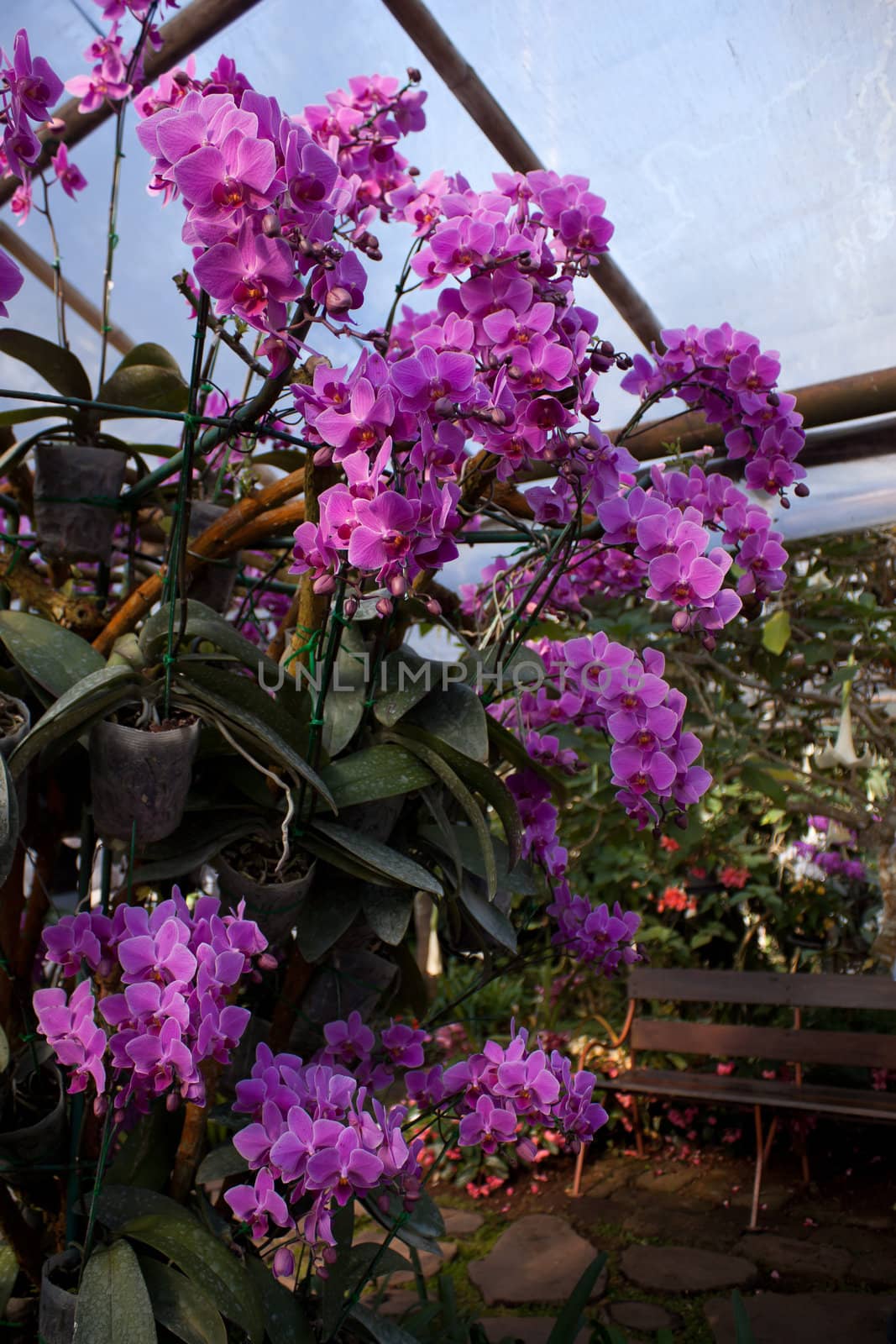 Pink Orchids in garden