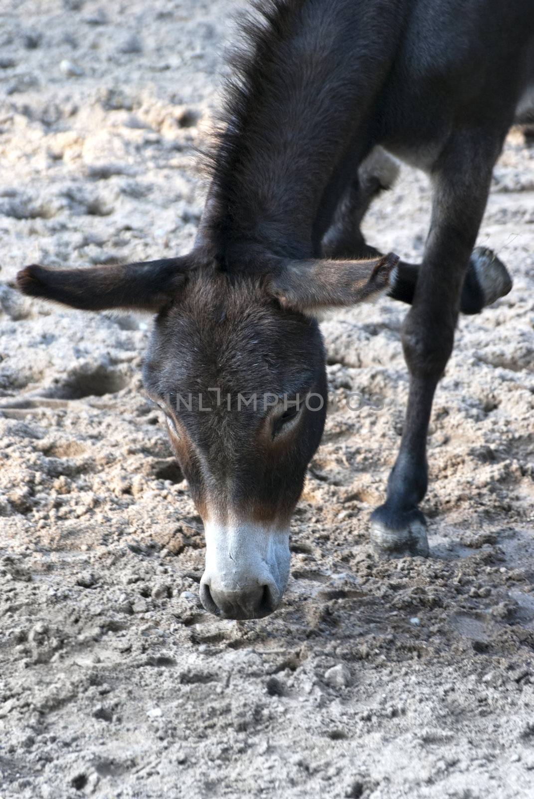 Donkey or ass, domesticated member of the Equidae or horse family
