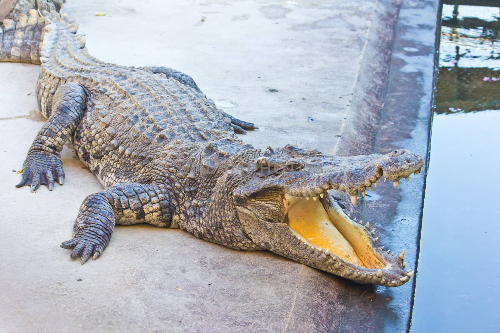 Dangerous crocodile open mouth