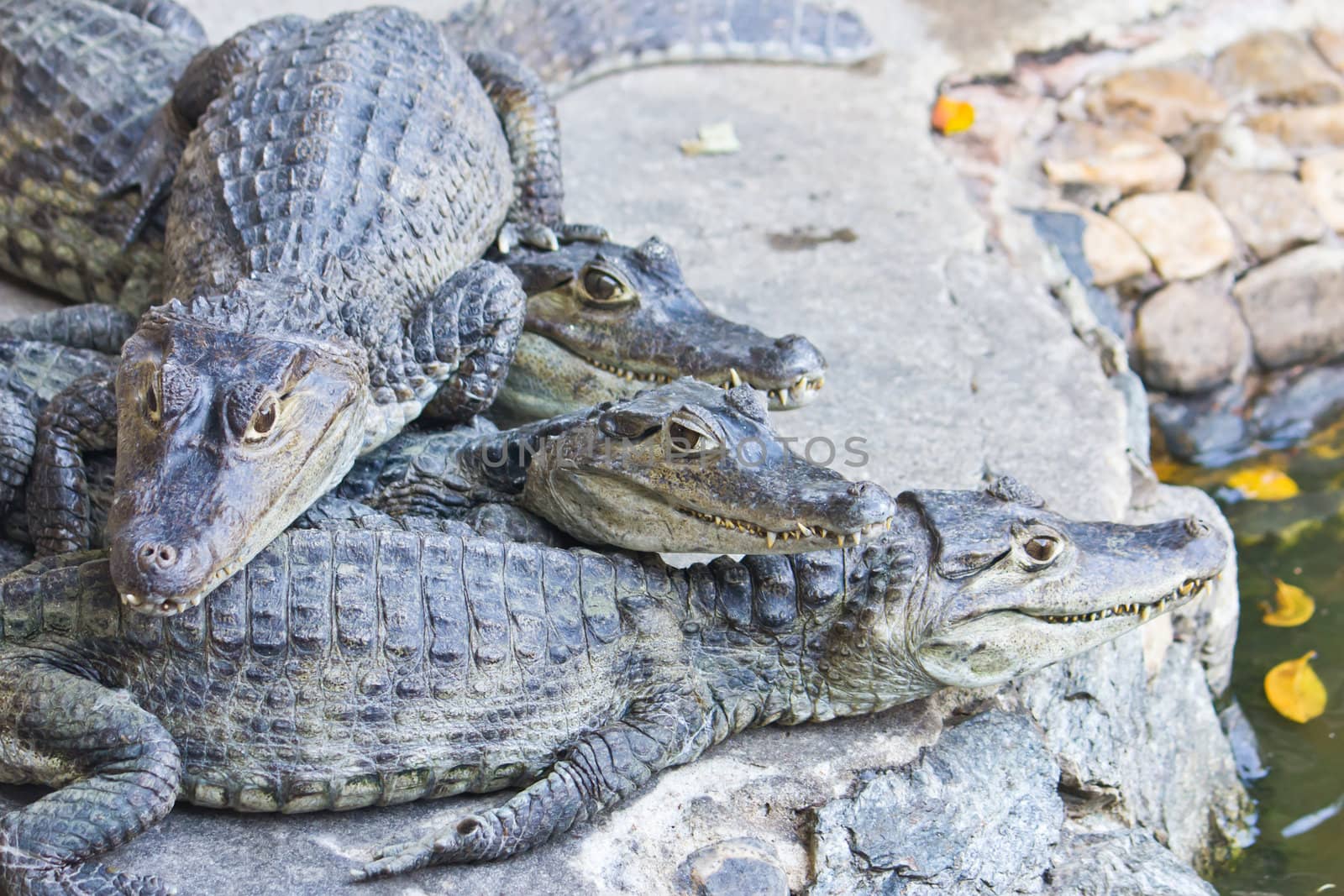 young crocodiles watching by tungphoto