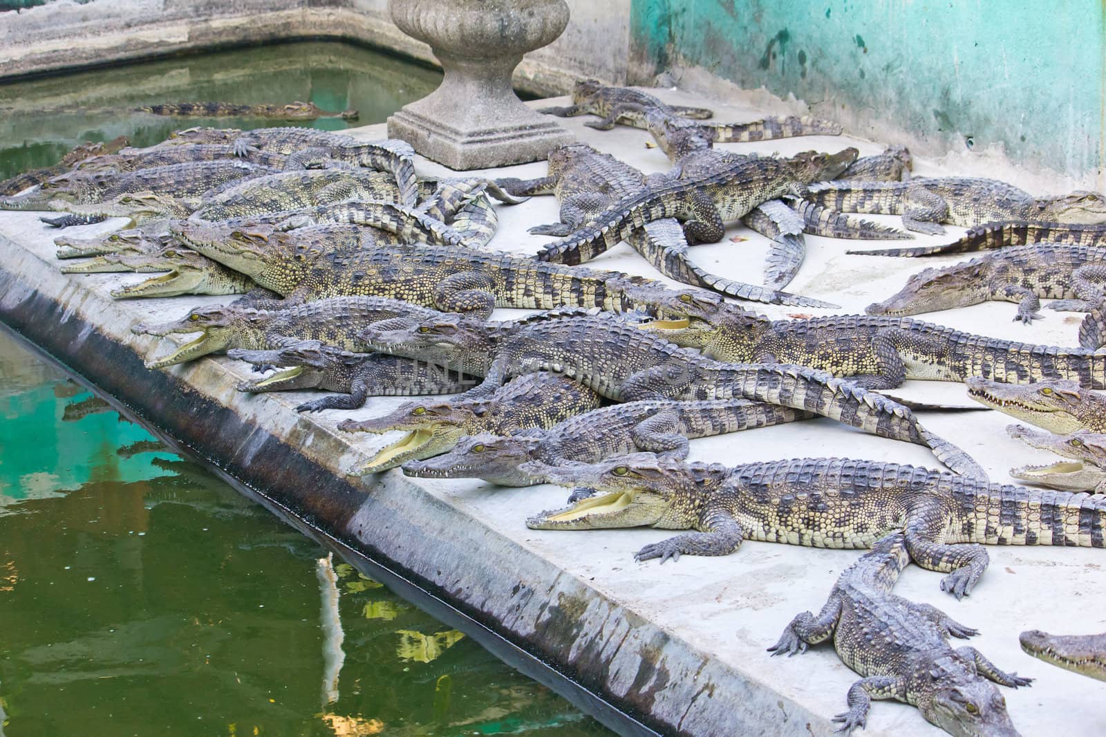 young crocodiles resting