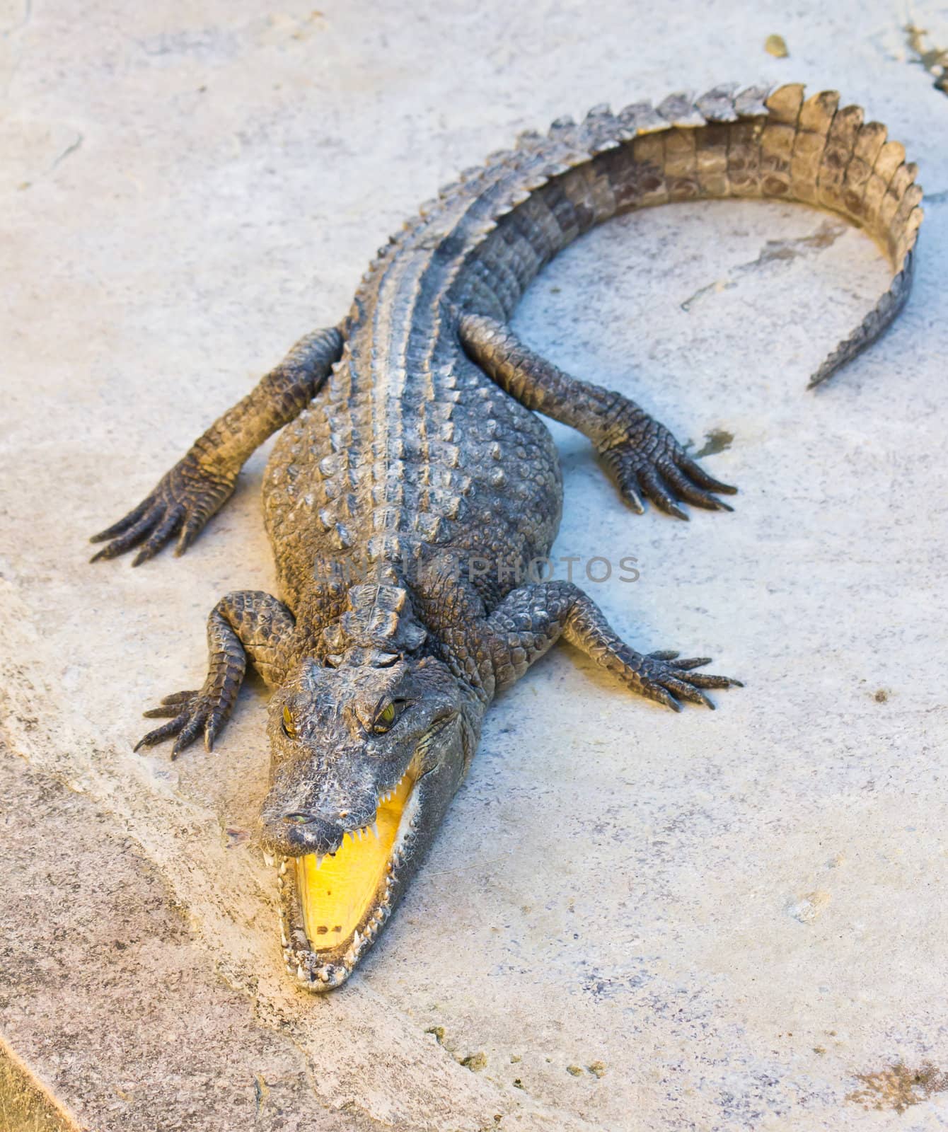 Dangerous crocodile open mouth