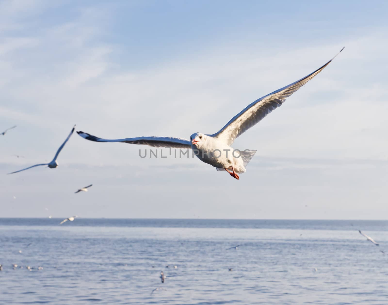 seagull flying on blue sky and sea