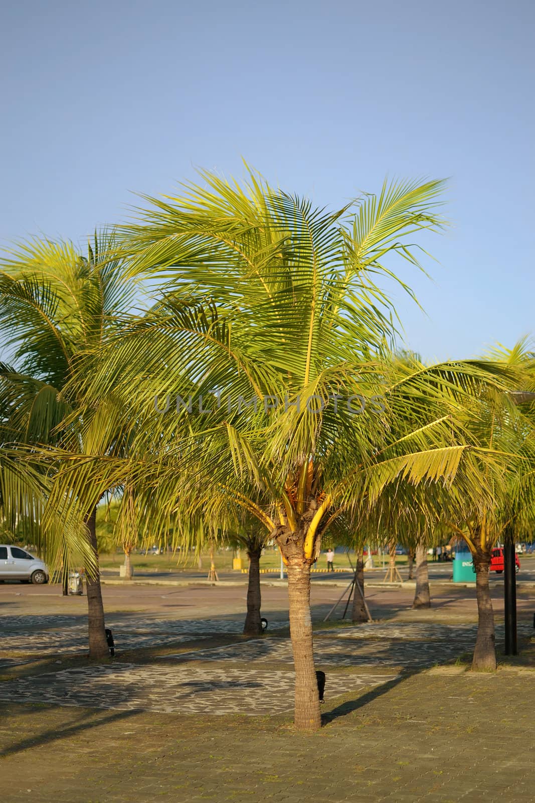 small coconut trees against blue sky background.