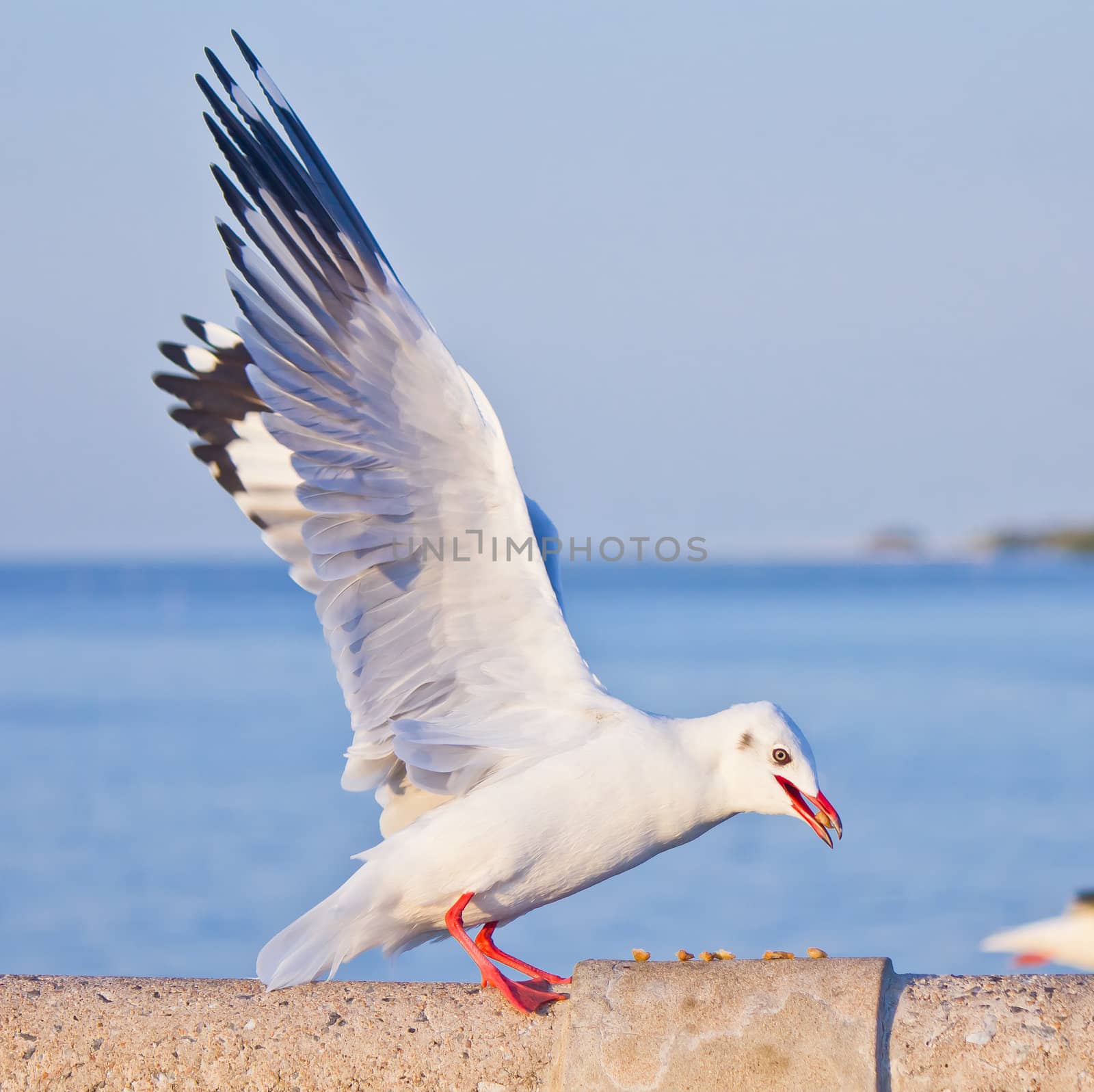 seagull eating on concrete bridge