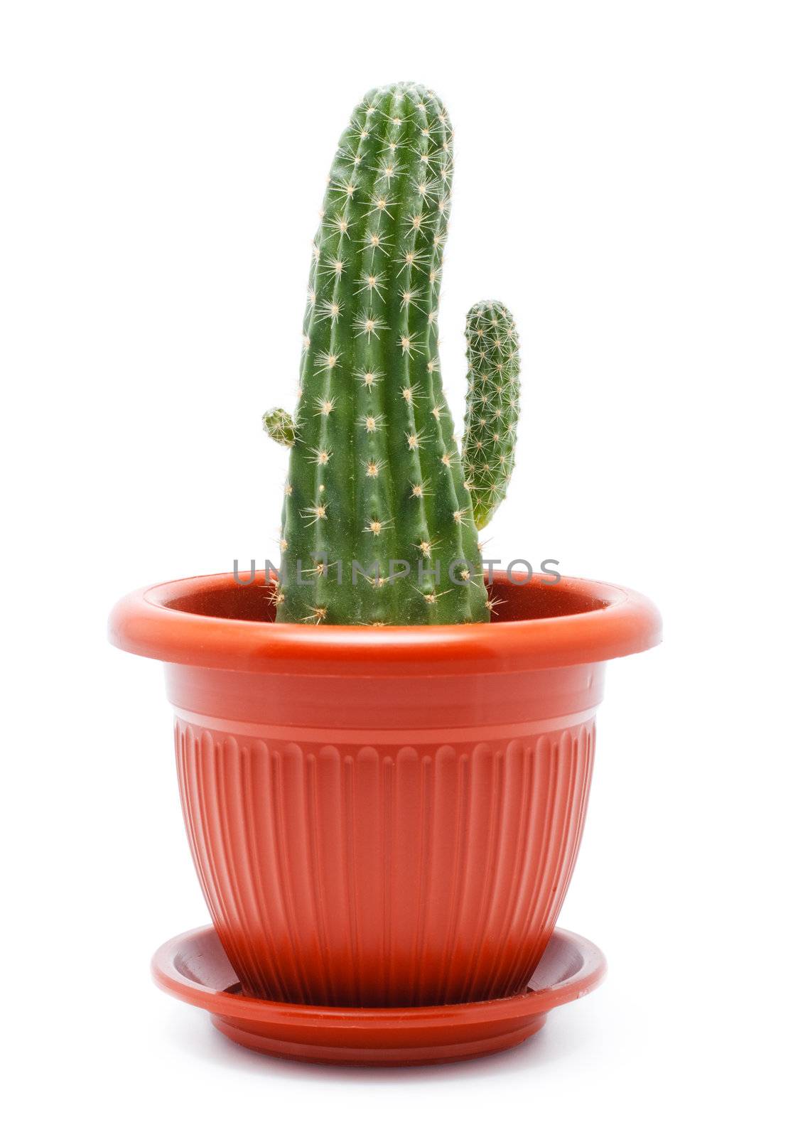 green cactus in brown pot, isolated on white