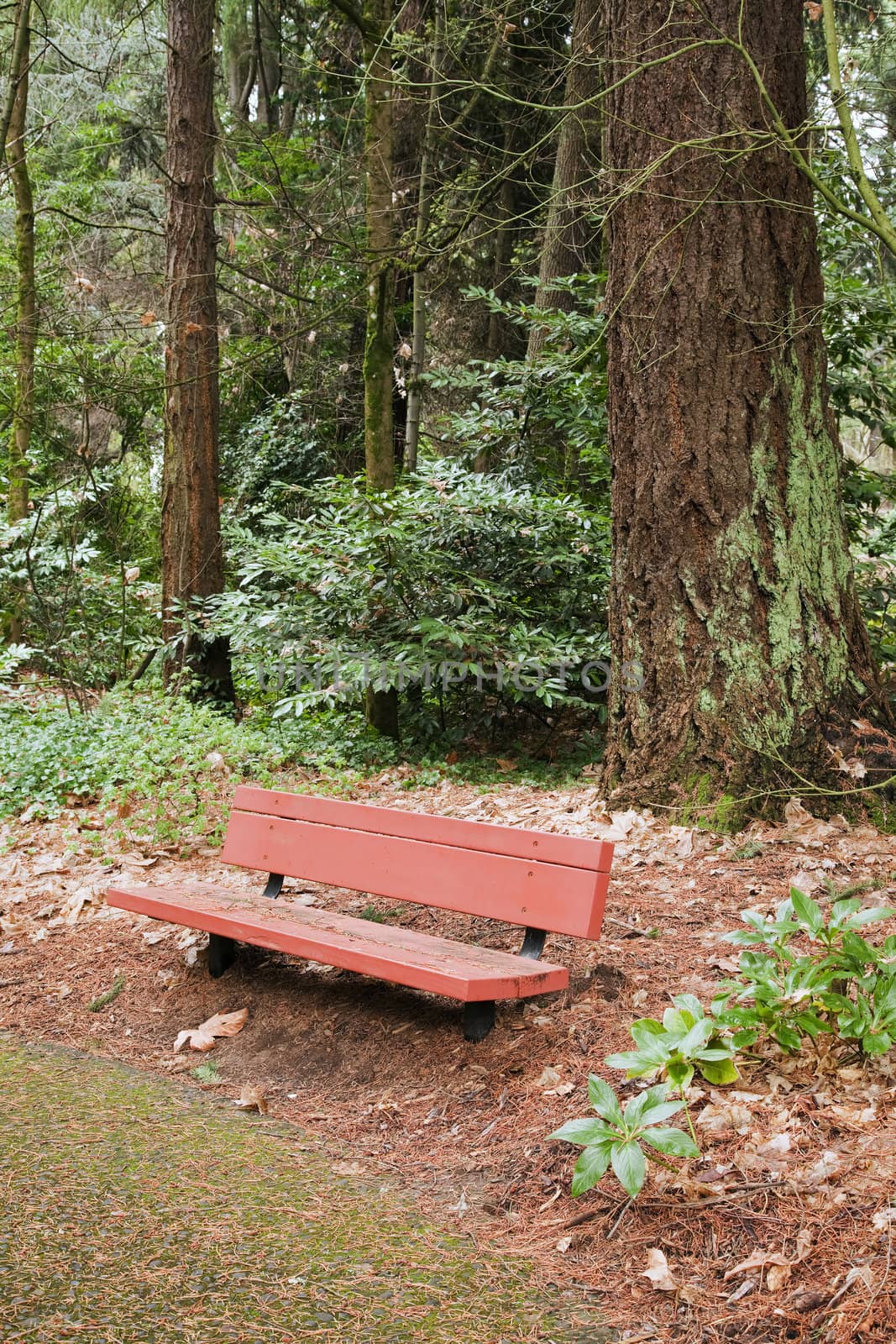 Bench on a trail in a park, Portland Oregon.