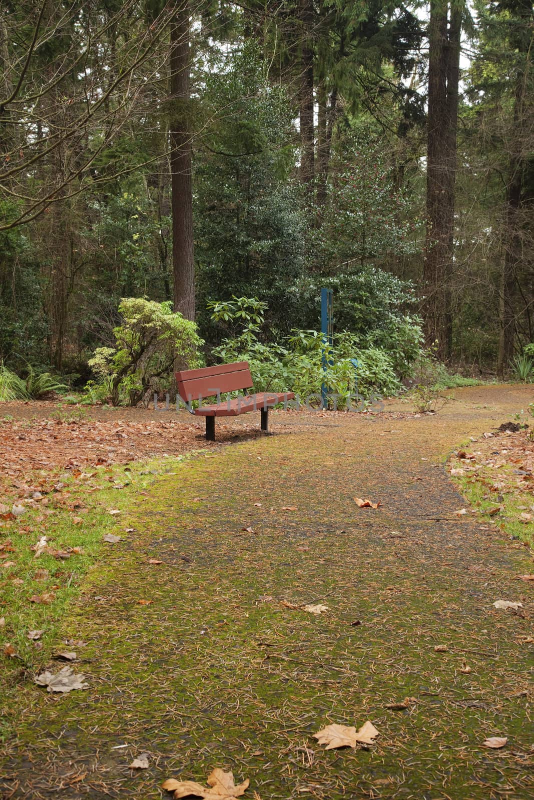 Bench on a trail in a park, Portland Oregon.