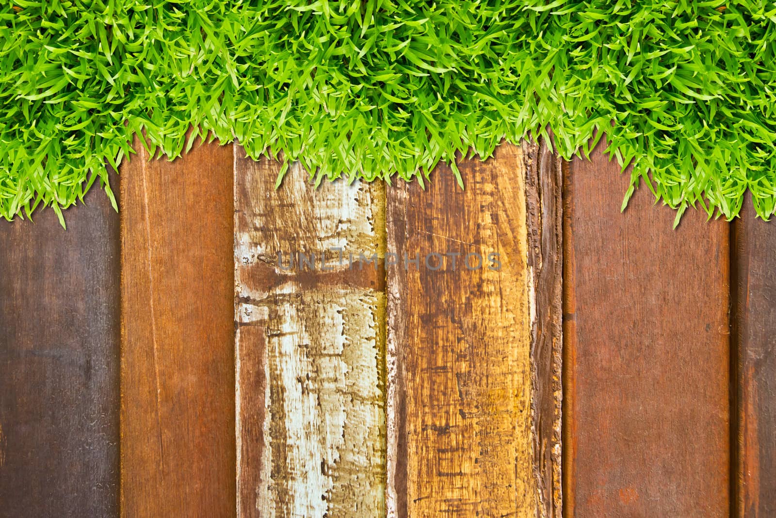 green grass on wood background