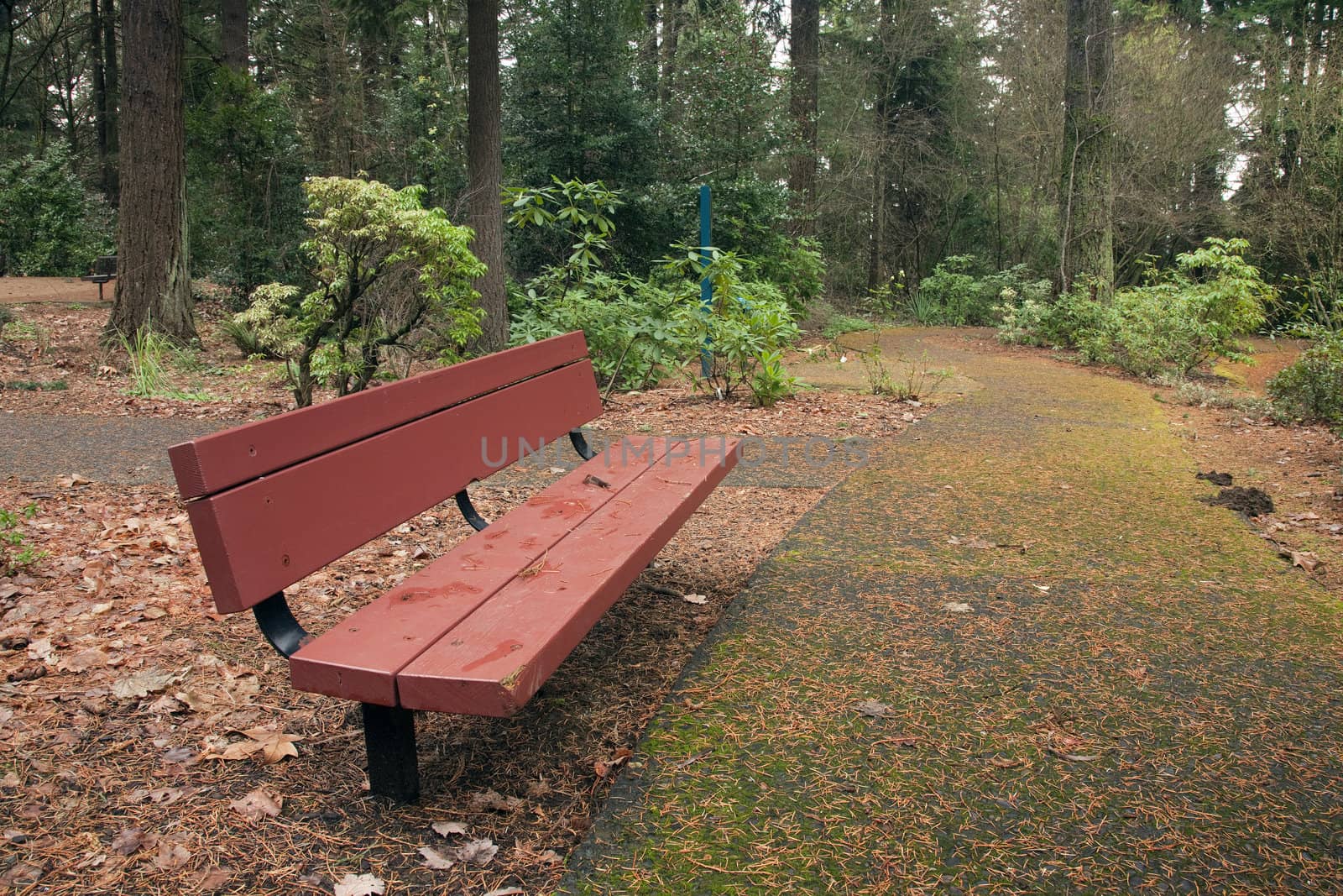 A bench and trail in a park, Portland OR. by Rigucci