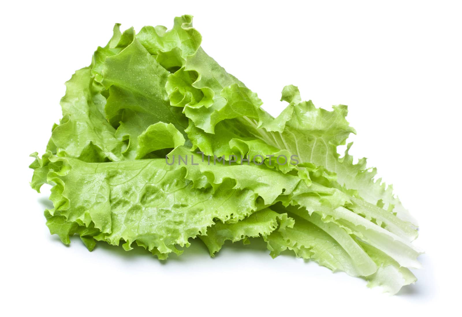 fresh green lettuce leaves isolated on white