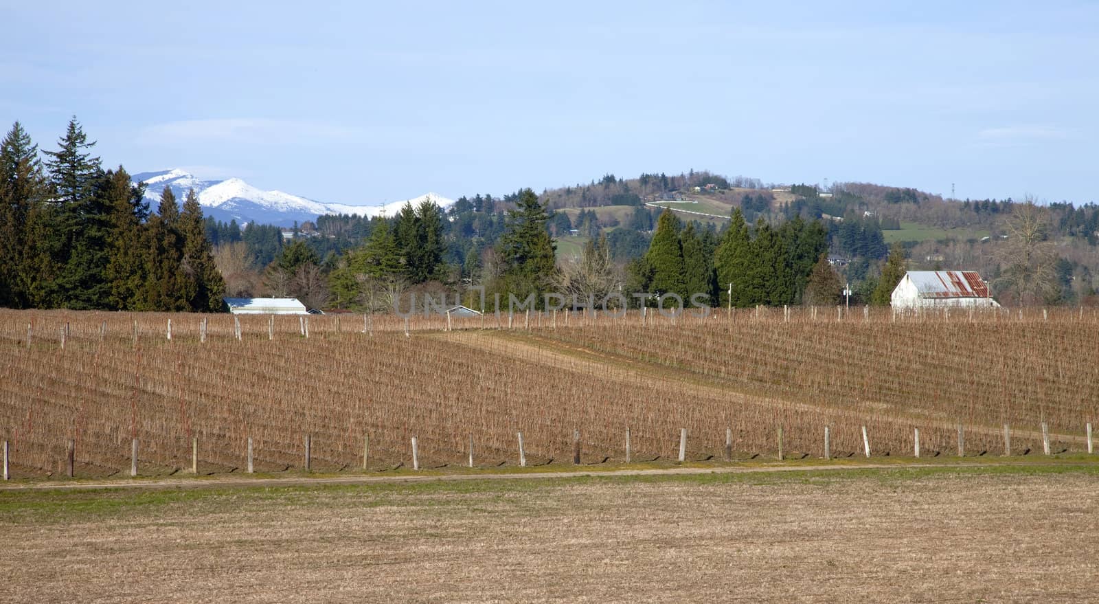 Rural Oregon raspberry field farms.