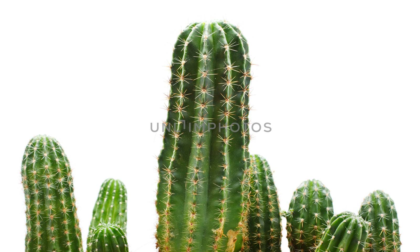 many green cactuses isolated on white background