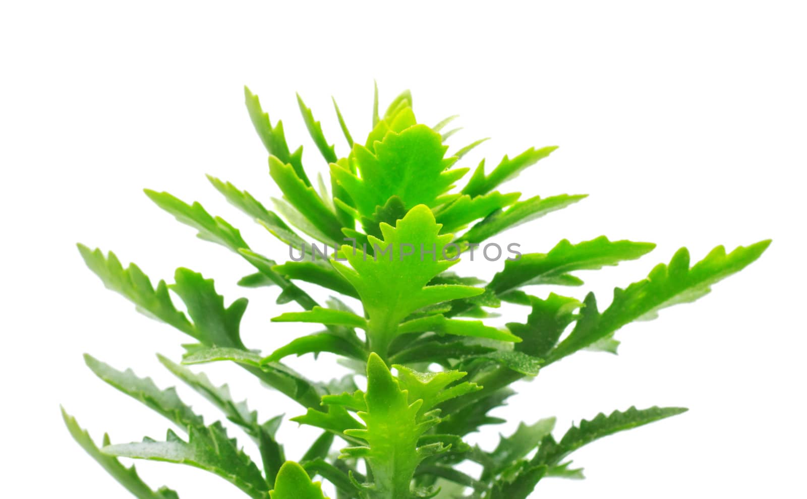 long green leaves isolated on white background