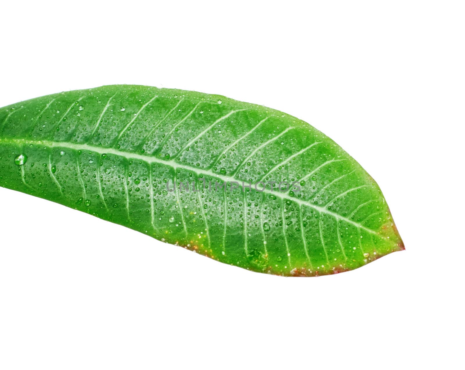 long green leaves isolated on white background