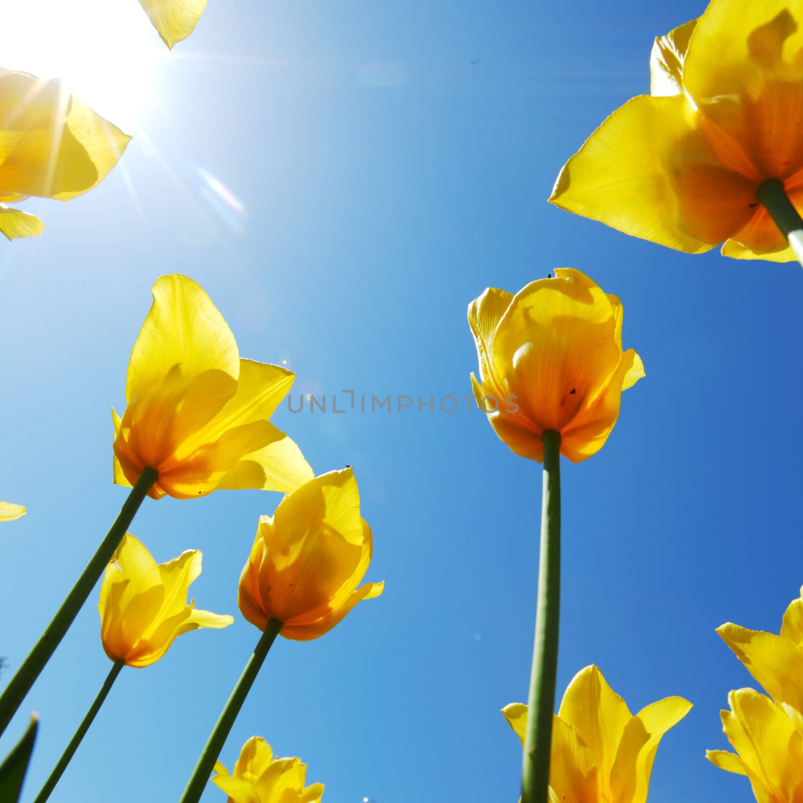 yellow tulips against the sky close up