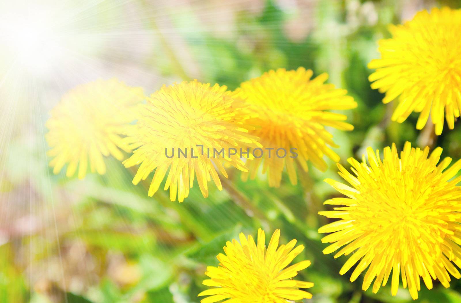 Yellow dandelion flowers with sunlight , spring photo by motorolka