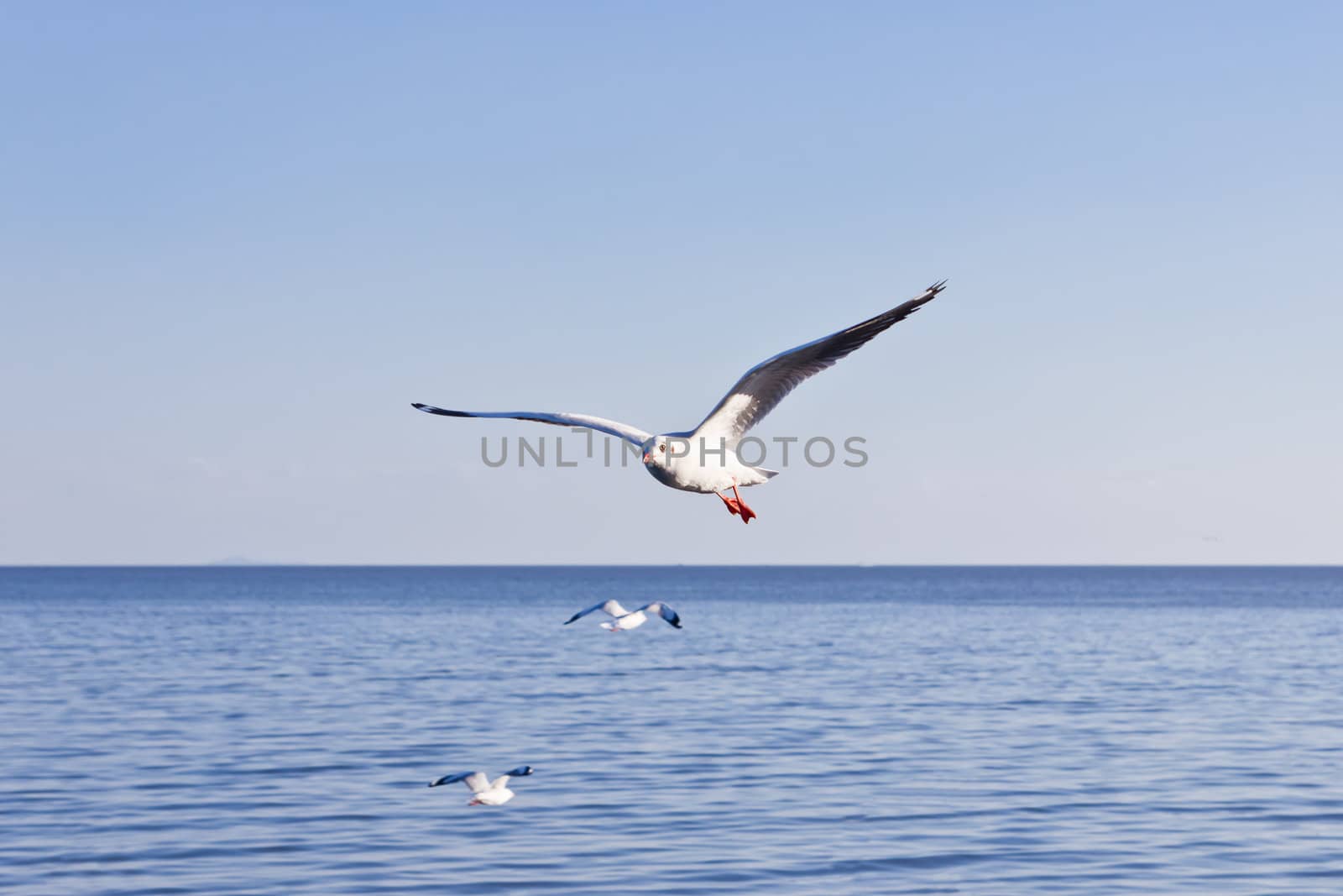 seagull flying on blue sky by tungphoto